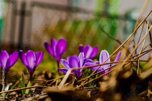 spring crocus flowers