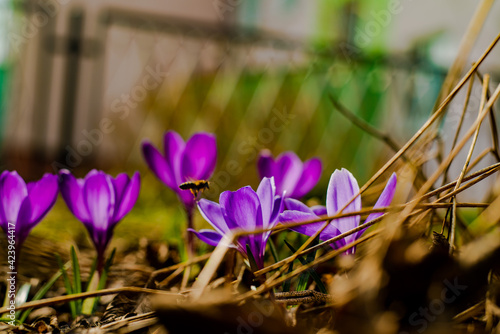 spring crocus flowers