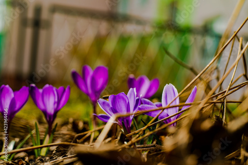 purple crocus flowers