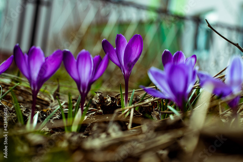 spring crocus flowers
