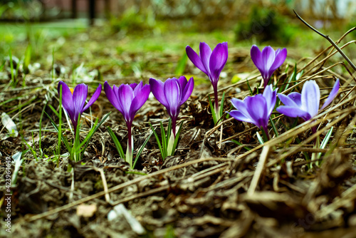 spring crocus flowers