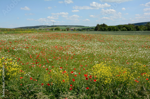 Meadow with many red poppies, a village and green forest