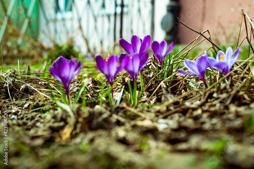 purple crocus flowers