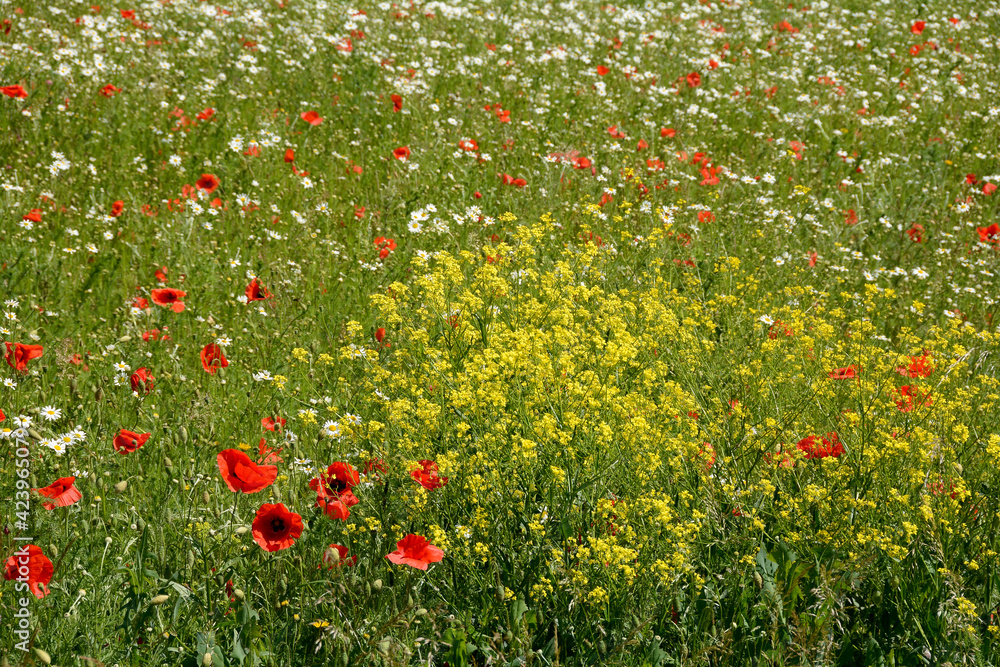 A meadow with many flowers