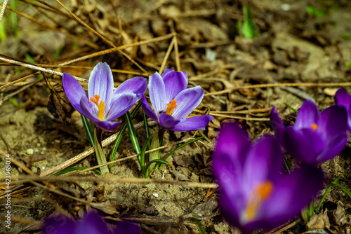 purple crocus flower