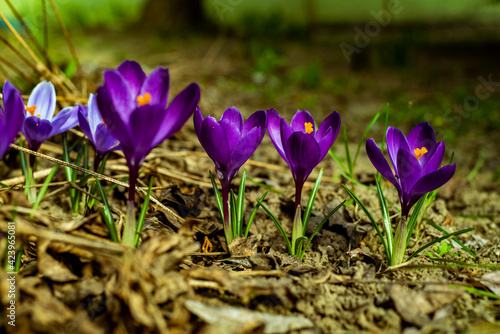 spring crocus flowers