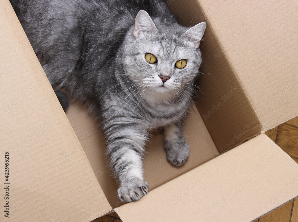 Cat with beautiful yellow eyes is lying in the cardboard box top view and watching up, cat with surprised and amazed look is in the cardboard Cat with beautiful yellow eyes is lying in the cardboard box top view and watching up, cat with surprised and amazed look is in the cardboard