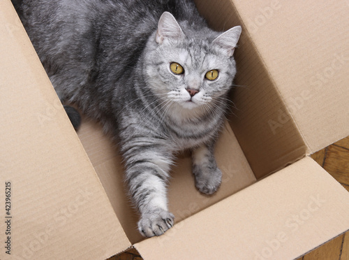 Cat with beautiful yellow eyes is lying in the cardboard box top view and watching up, cat with surprised and amazed look is in the cardboard