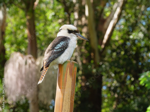 Australian Kookaburra on Dangar Island, NSW photo