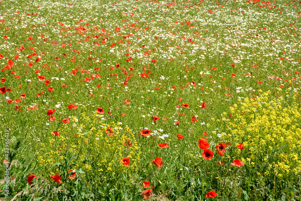 A meadow with  poppies and daisies
