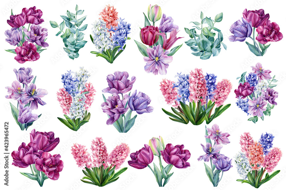 Set of bouquets of flowers. Tulips, hyacinths, eucalyptus leaves painted in watercolor on a white background