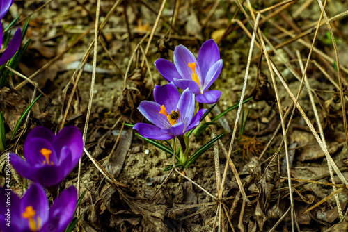 purple crocus flowers