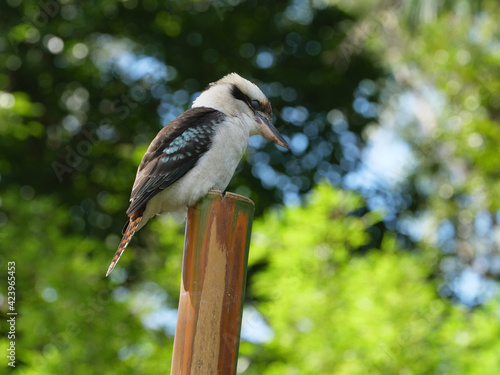 Australian Kookaburra on Dangar Island, NSW photo