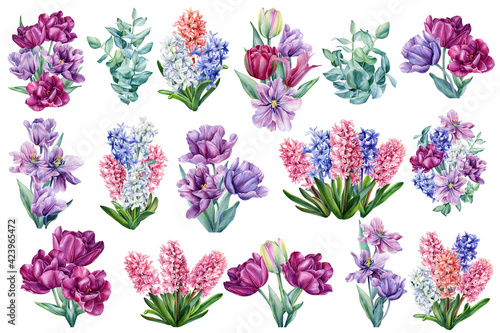 Fototapeta Naklejka Na Ścianę i Meble -  Set of bouquets of flowers. Tulips, hyacinths, eucalyptus leaves painted in watercolor on a white background