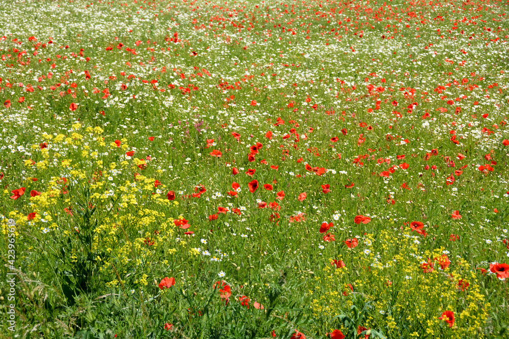 Meadow with lots of red poppies and white daisies and yellow plant