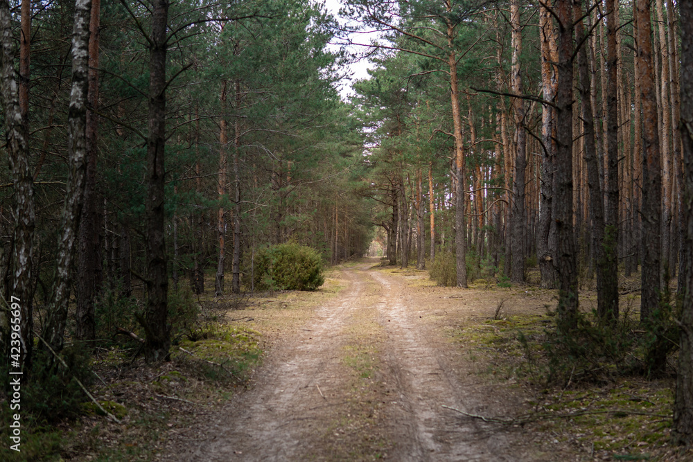 Forest road in early springtime. Pathway between pine trees. Symmetrical background and perspective lines.