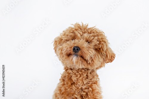 Studio shot of young adorable maltipoo pup isolated on white background. A hybrid between the maltese dog and miniature poodle with a long low shedding wavy hair. Close up, copy space. © Evrymmnt