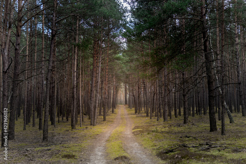 Forest road in early springtime. Pathway between pine trees. Symmetrical background and perspective lines.