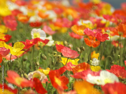 field of poppy