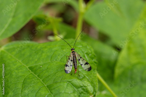 natural panorpa communis insect photo