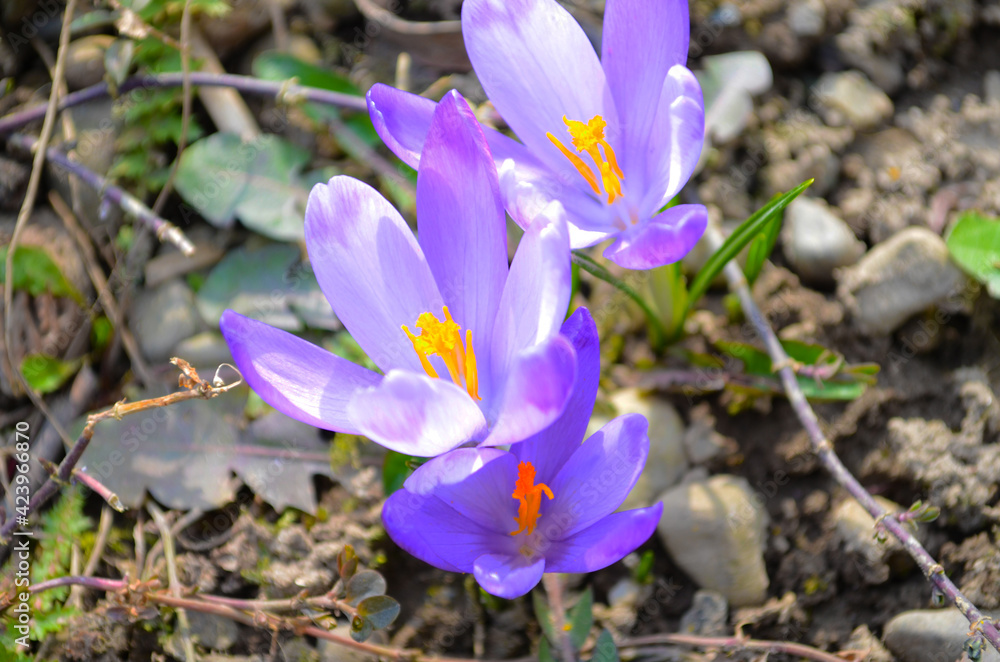 Crocus with purple petals on blurred background of greenery in spring garden. Crocus flowers close-up. Crocus with purple petals on blurred background of greenery in spring garden. Crocus flowers close-up.