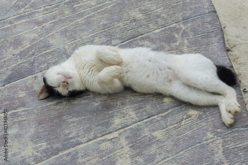 The white cat sleeps on the floor, raising the front legs to relax.