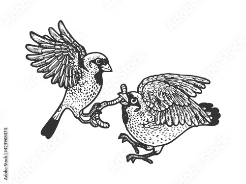birds fight for the worm sketch engraving vector illustration. T-shirt apparel print design. Scratch board imitation. Black and white hand drawn image.