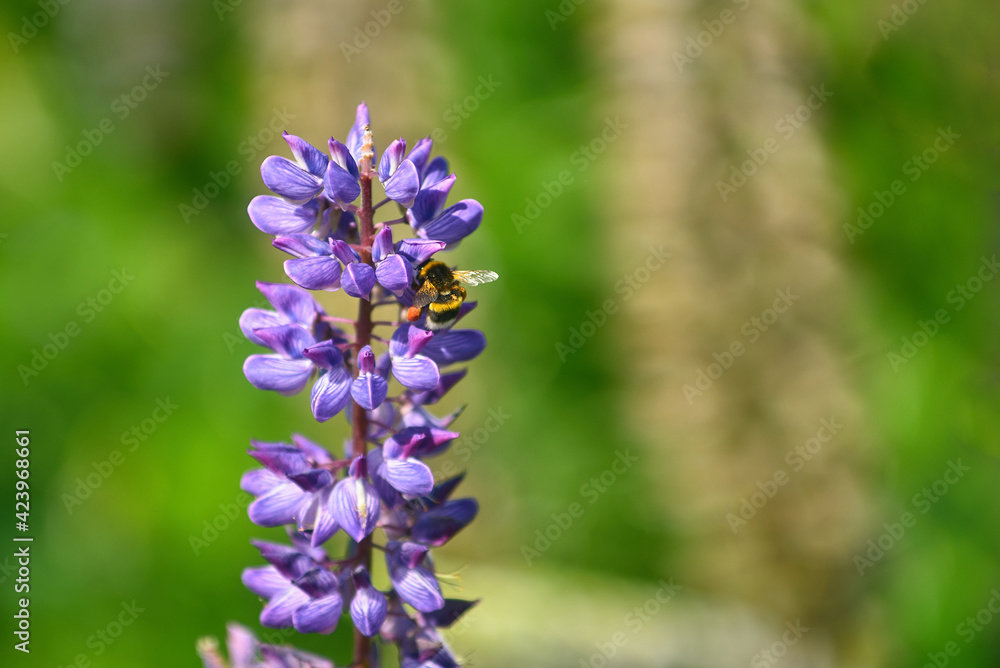 Obraz premium bee collects pollen from lupinus polyphyllus flower