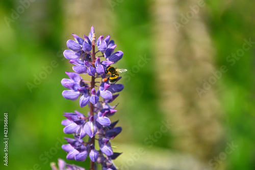 bee collects pollen from lupinus polyphyllus flower