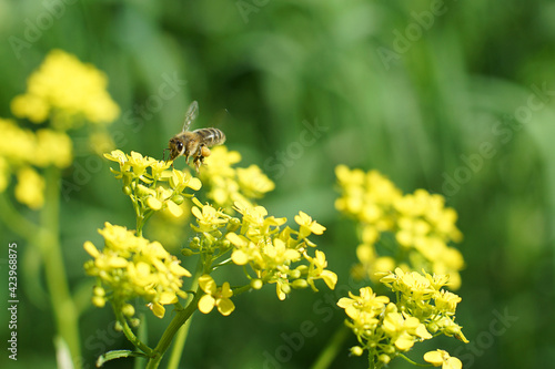 Striped bee toil collect pollen near a yellow flower in summer © morelena