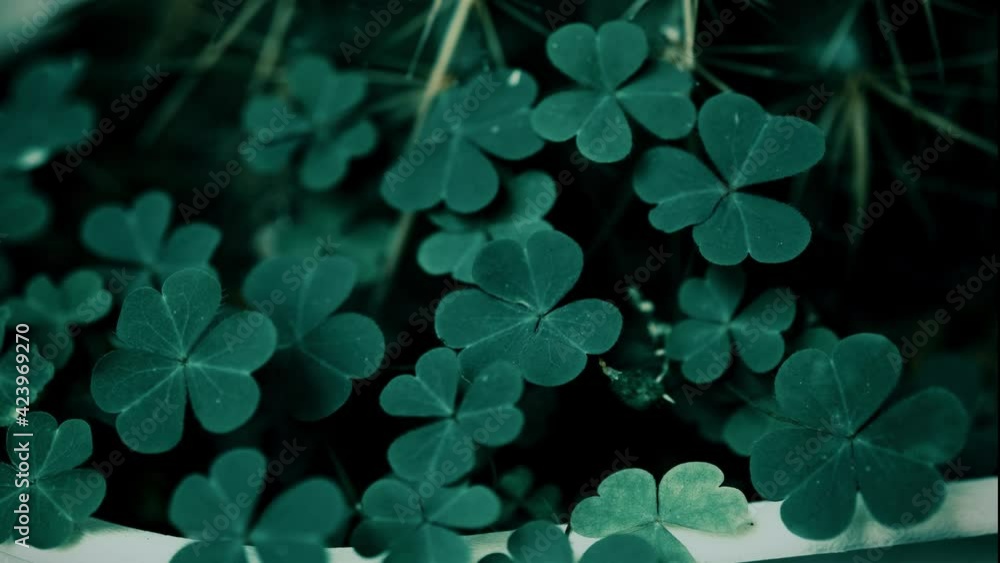 Clover Leaves for Green background with three-leaved shamrocks. st patrick's day background, holiday symbol, Spring concept. with three-leaved shamrocks. Clover Leaves for Green background with three-leaved shamrocks. st patrick's day background, holiday symbol, Spring concept. with three-leaved shamrocks.