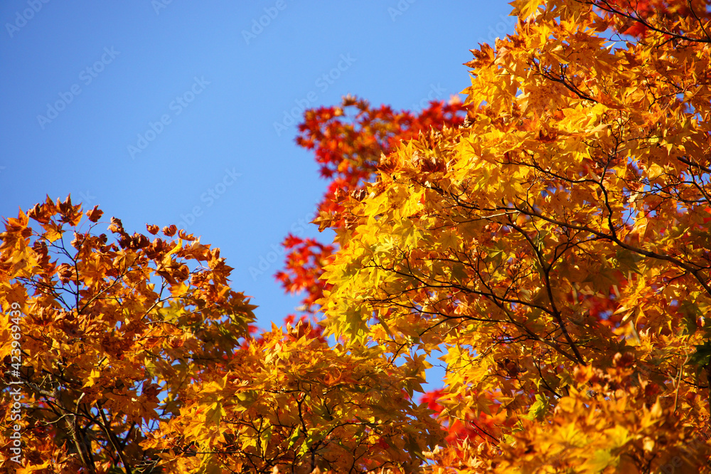 日本の秋の代名詞　日光の美しい紅葉