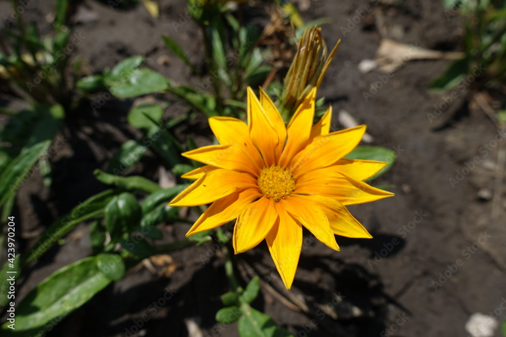 Yellowish orange flower of Gazania rigens in August Yellowish orange flower of Gazania rigens in August