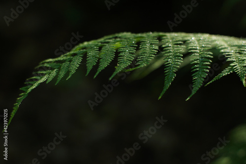 Fern branch close with details of small leaves