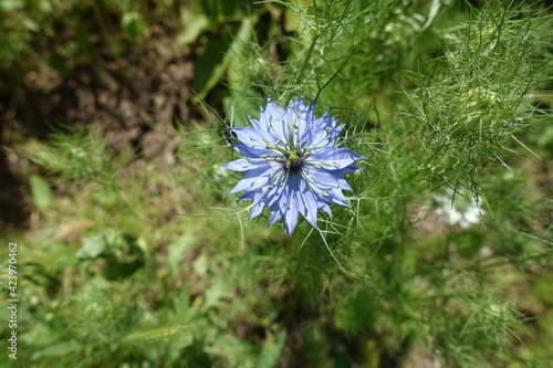 Single bright blue flower of Nigella damascena in June photo