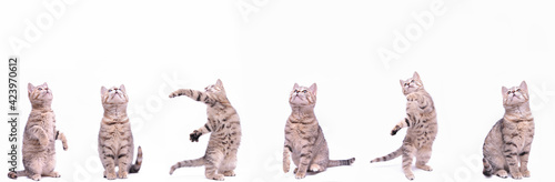 Banner with a cute grey kitten isolated on white background.