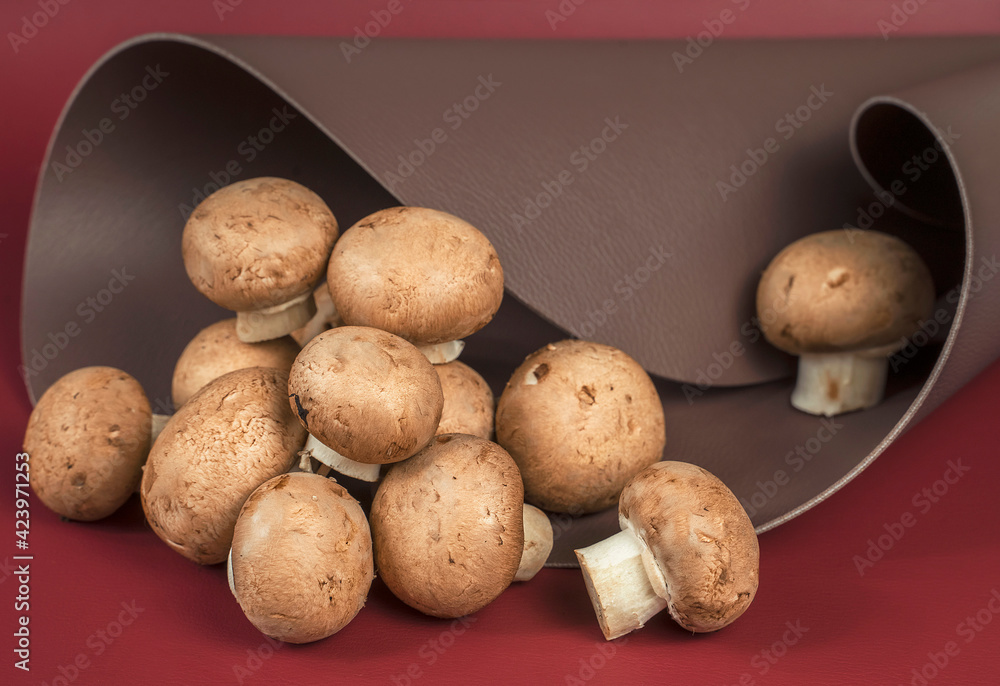 eco-leather based on mushroom mycelium. Reusable alternative leather, sustainable production eco-leather based on mushroom mycelium. Reusable alternative leather, sustainable production