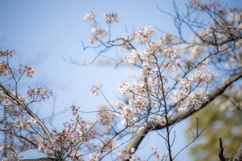 Cherry Blossoms 桜 サクラ Cherry Blossoms 桜 サクラ