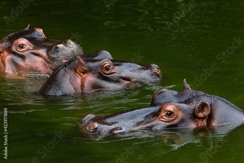 the heads of three hippopotamus in a river