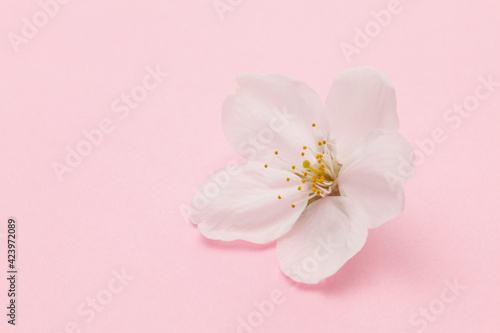 Fototapeta Naklejka Na Ścianę i Meble -  ピンクの背景の桜のクローズアップ
