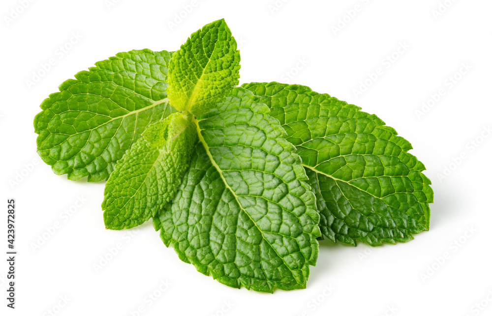 Mint leaves. Fresh mint on white background. Mint leaf isolated. Full depth of field. Mint leaves. Fresh mint on white background. Mint leaf isolated. Full depth of field.