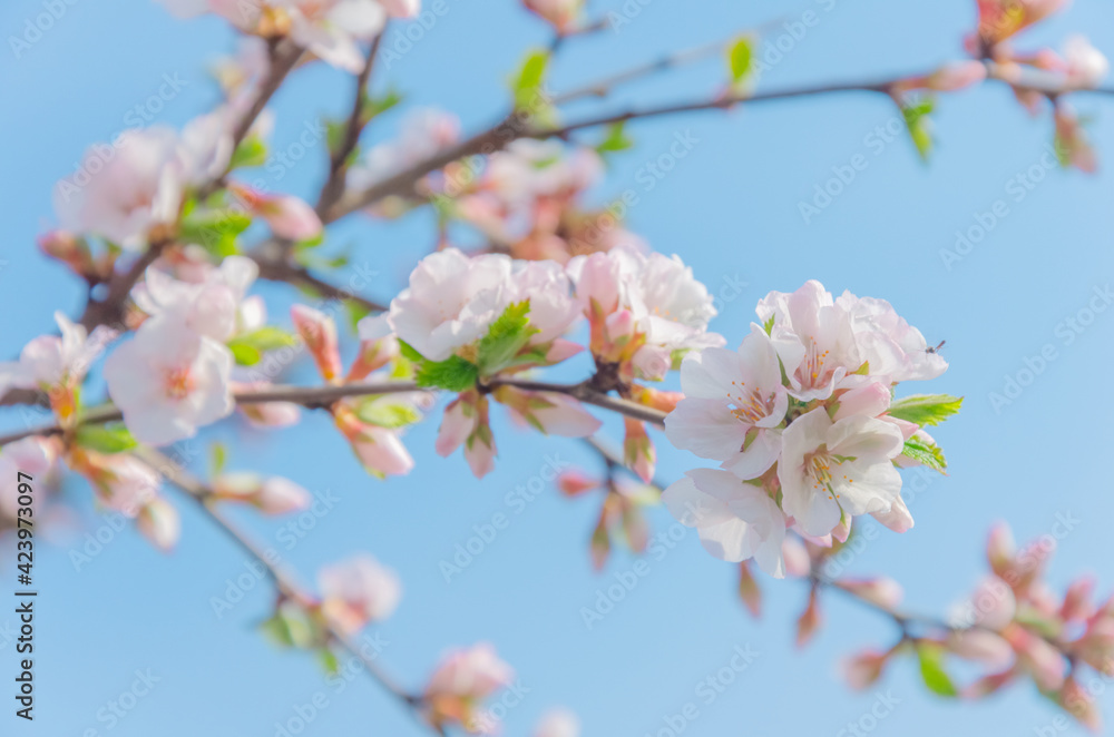 Beautiful cherry blossom sakura in spring time