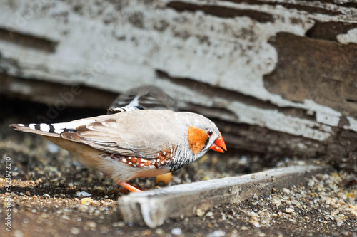 キンカチョウ　雄