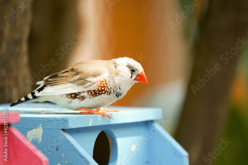 キンカチョウ　色変わり　巣箱の上
