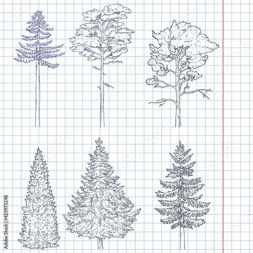 Vector Set of Hand Drawn Sketch Pine Trees
