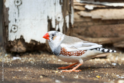 キンカチョウ　色変わり　横撮り