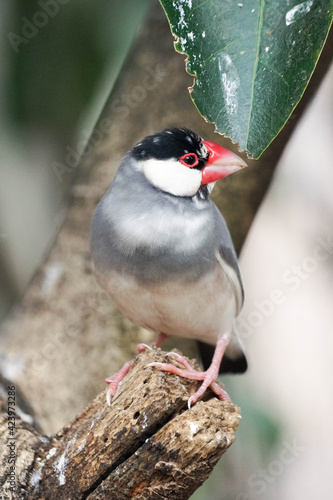 並文鳥が木に止まっている