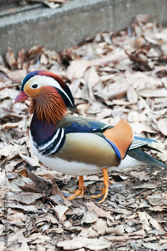 オシドリ　一羽