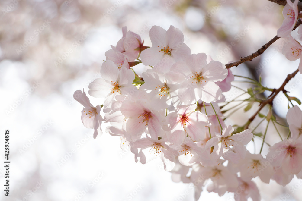 陽の射し込む空を背景に咲くピンクの桜の花
