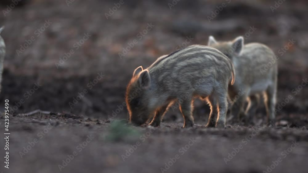 Closeup young wild boars Sus scrofa calm piggy walking in dark wood. Wildlife tranquil scene of animals of long furry. Strong nose and well smell sense to search food in omnivorous mammal Closeup young wild boars Sus scrofa calm piggy walking in dark wood. Wildlife tranquil scene of animals of long furry. Strong nose and well smell sense to search food in omnivorous mammal